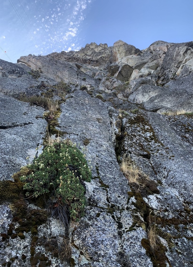 Halfshrub Rockmat photo 5
