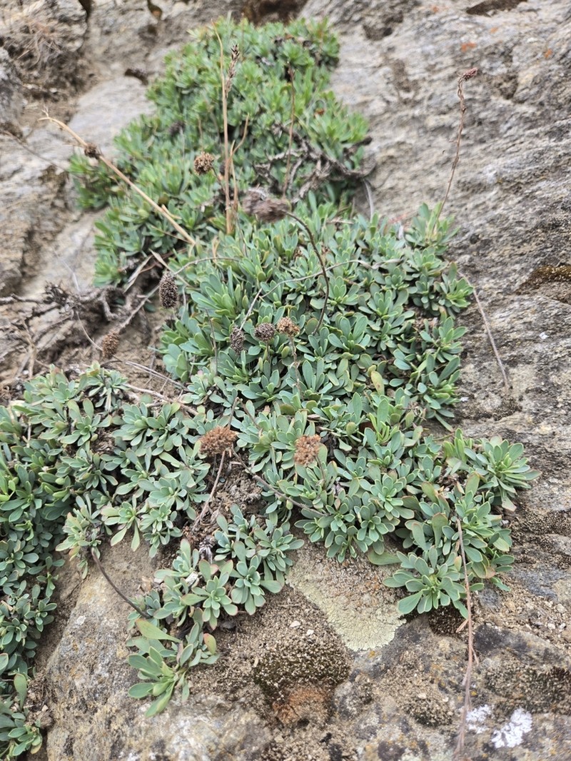 Halfshrub Rockmat photo 6