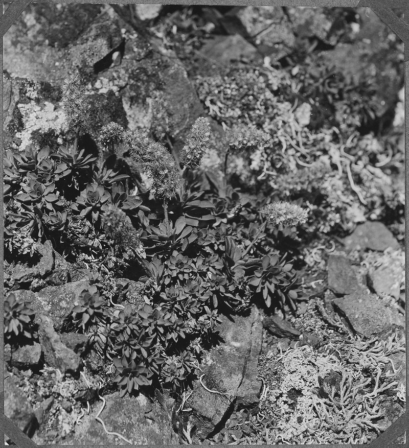 Olympic Mountain Rockmat photo 2