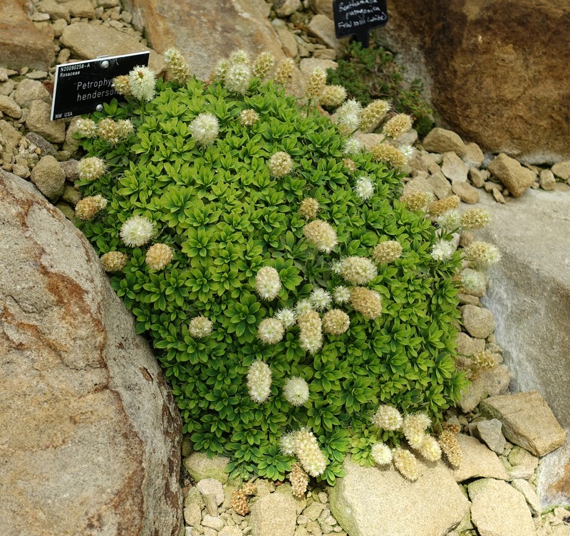 Olympic Mountain Rockmat