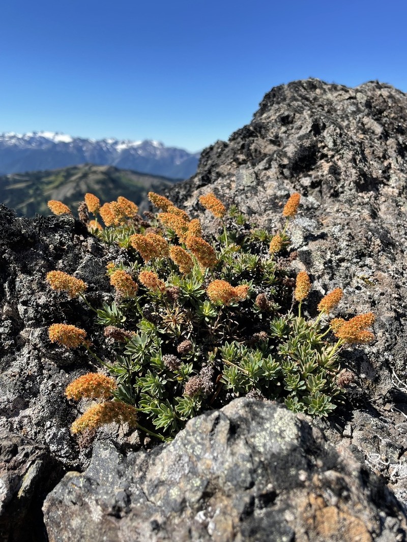 Olympic Mountain Rockmat photo 2
