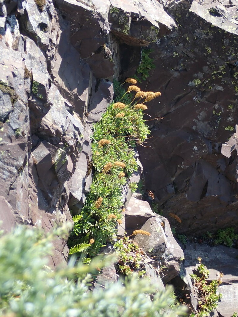 Olympic Mountain Rockmat photo 3
