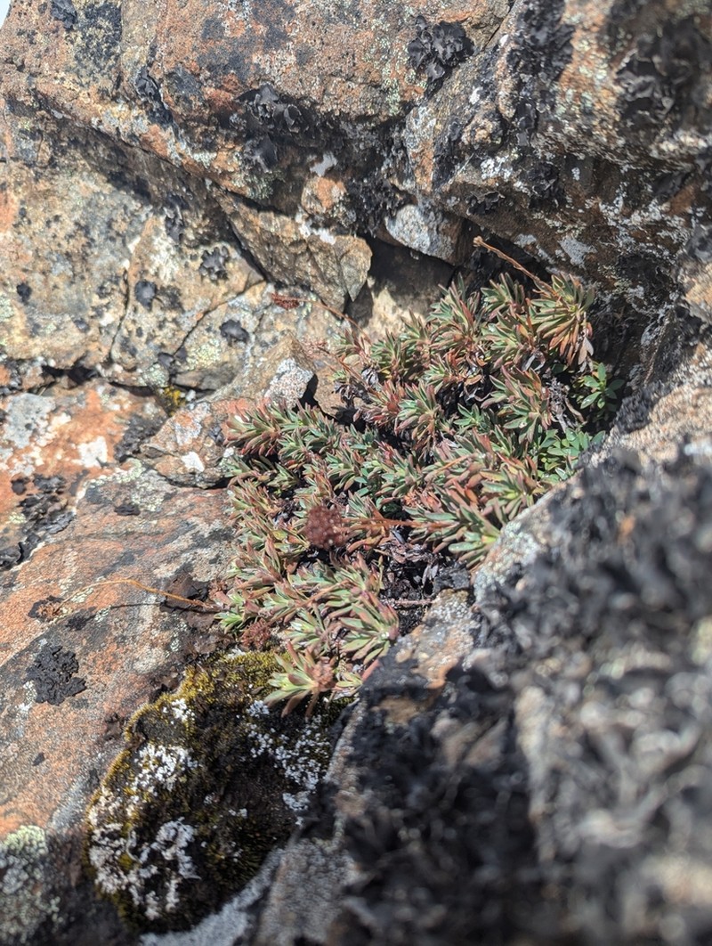 Olympic Mountain Rockmat photo 5
