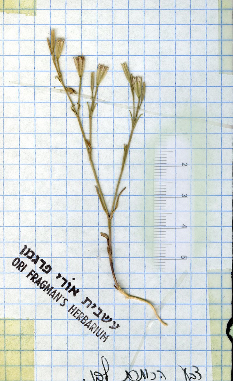 Petrorhagia arabica
