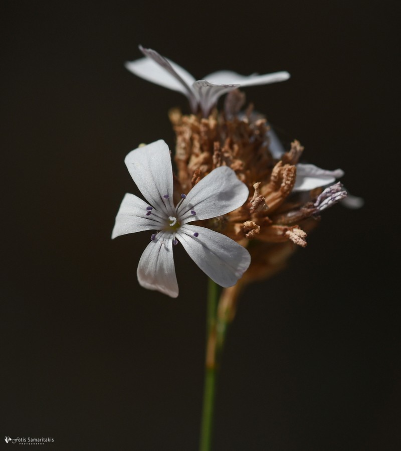 Petrorhagia dianthoides