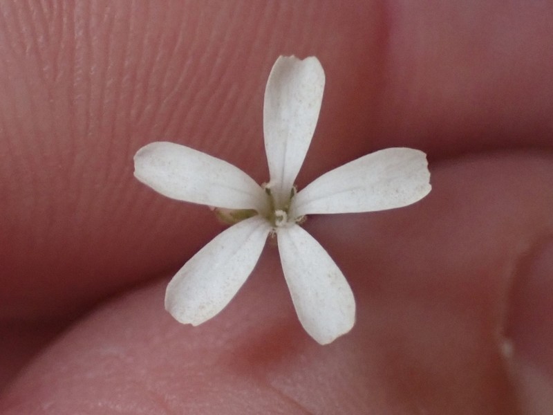 Petrorhagia dianthoides photo 2