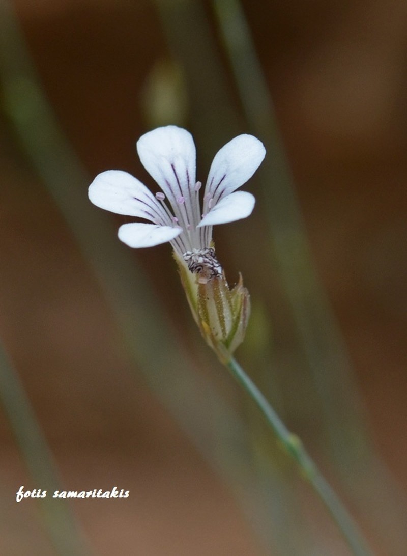 Petrorhagia dianthoides photo 3