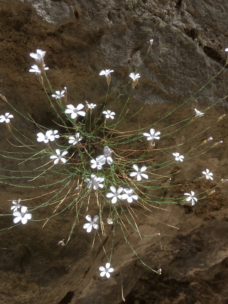 Petrorhagia dianthoides photo 4