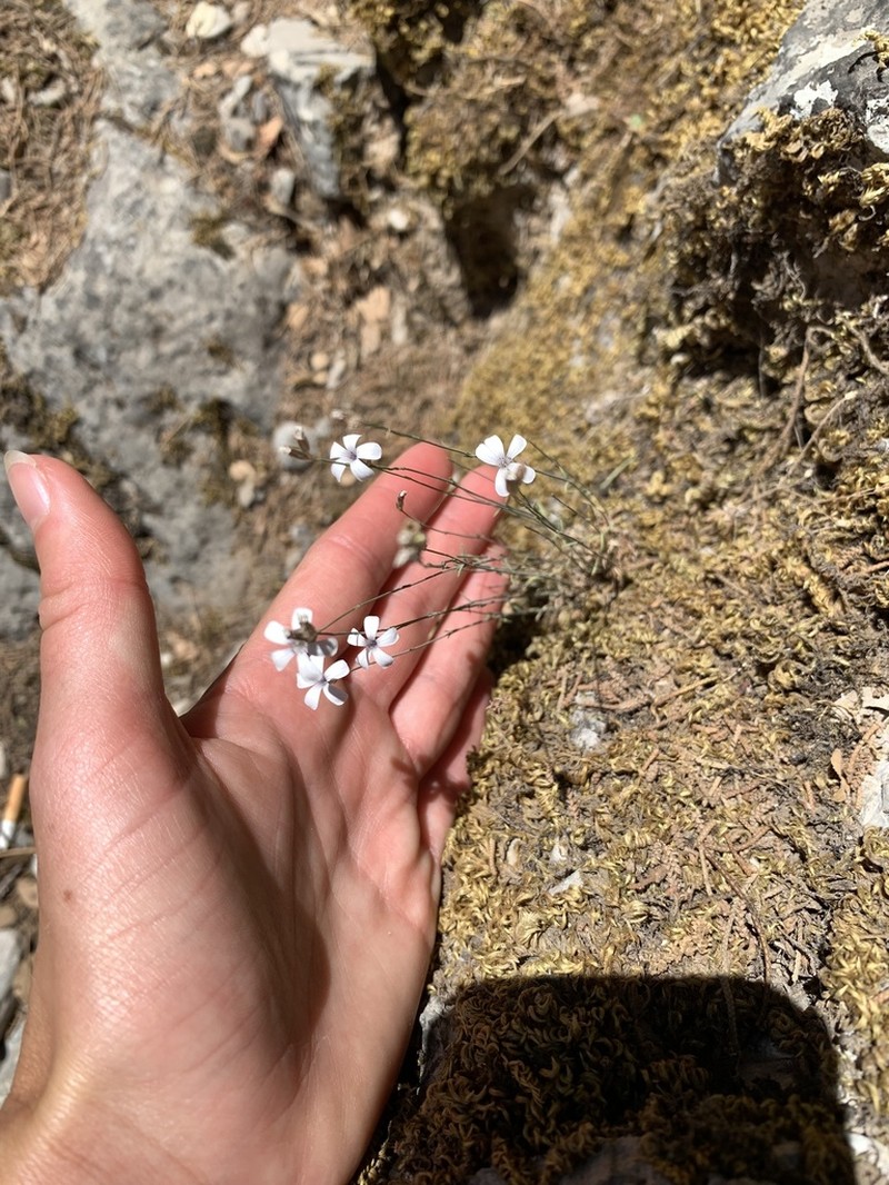 Petrorhagia dianthoides photo 5