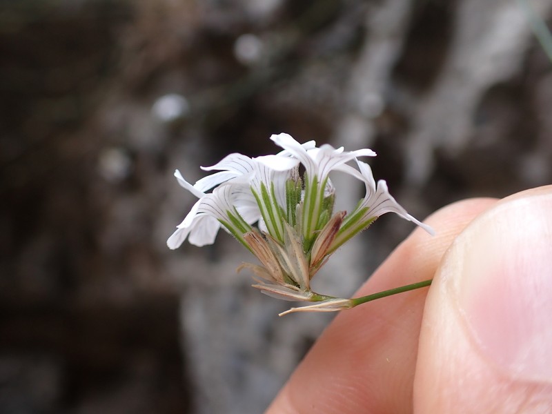 Petrorhagia dianthoides photo 6