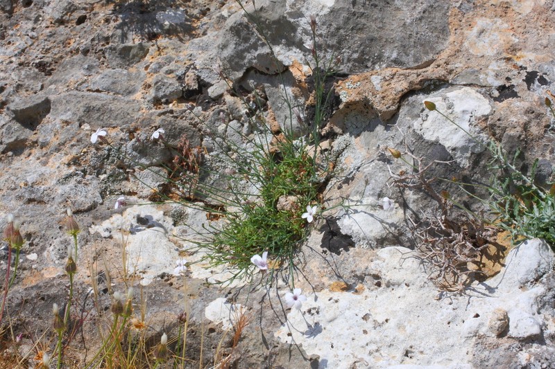 Petrorhagia dianthoides photo 8