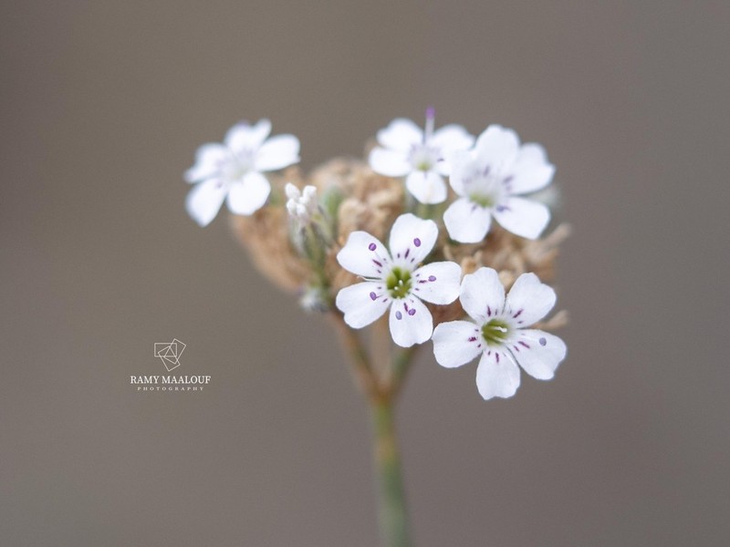 Petrorhagia fasciculata photo 2