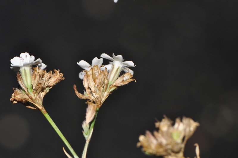 Petrorhagia fasciculata photo 3
