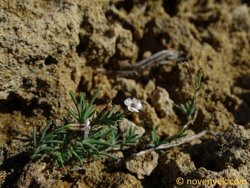 Petrorhagia fasciculata photo 4