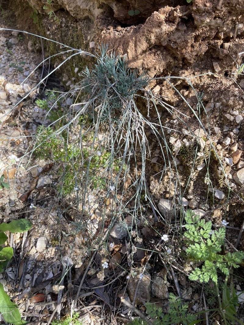 Petrorhagia fasciculata photo 5