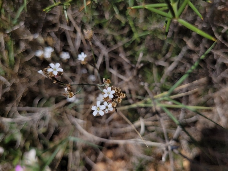 Petrorhagia fasciculata photo 6