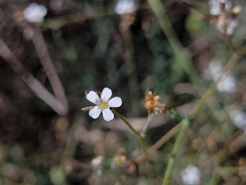 Petrorhagia fasciculata photo 7