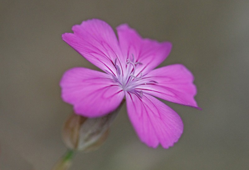 Petrorhagia glumacea