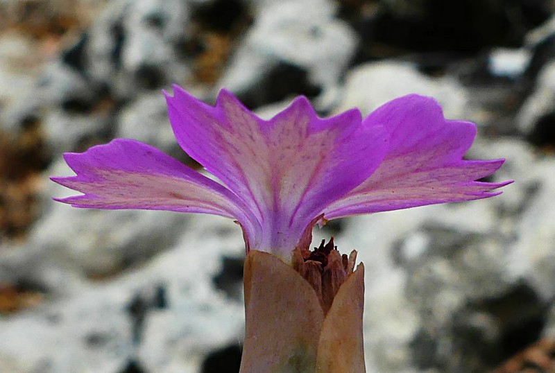 Petrorhagia glumacea photo 8