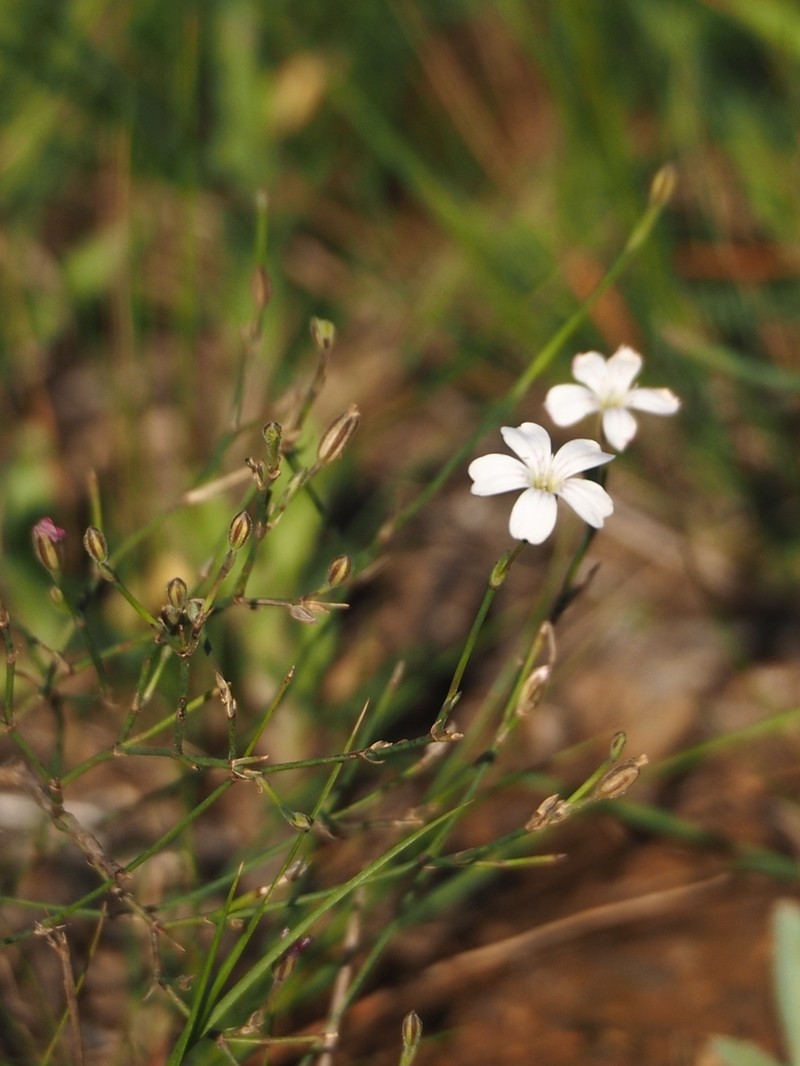 Petrorhagia graminea photo 2