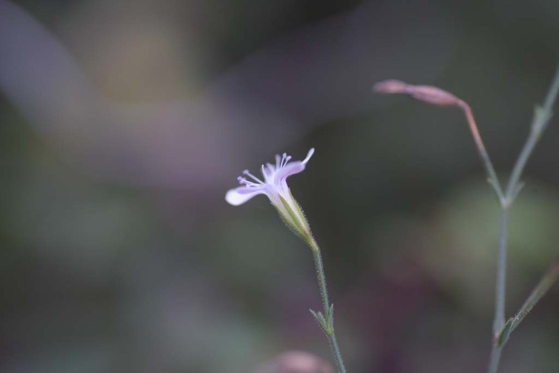 Petrorhagia graminea photo 3