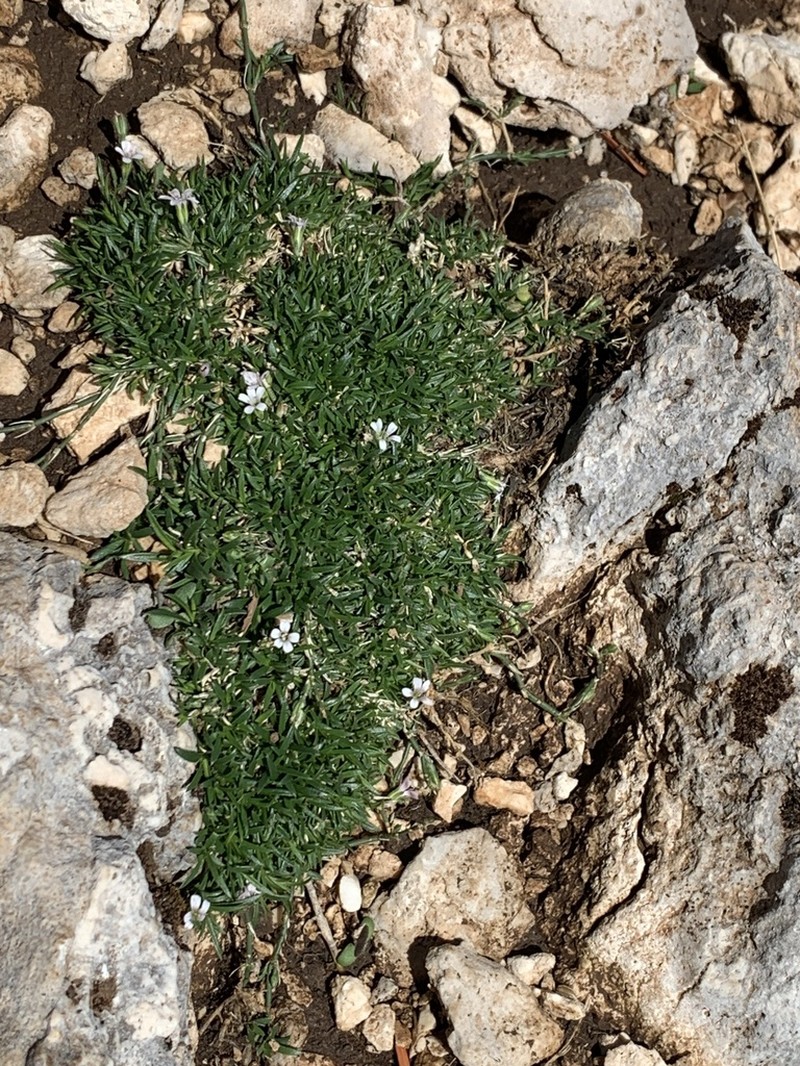 Petrorhagia graminea photo 4