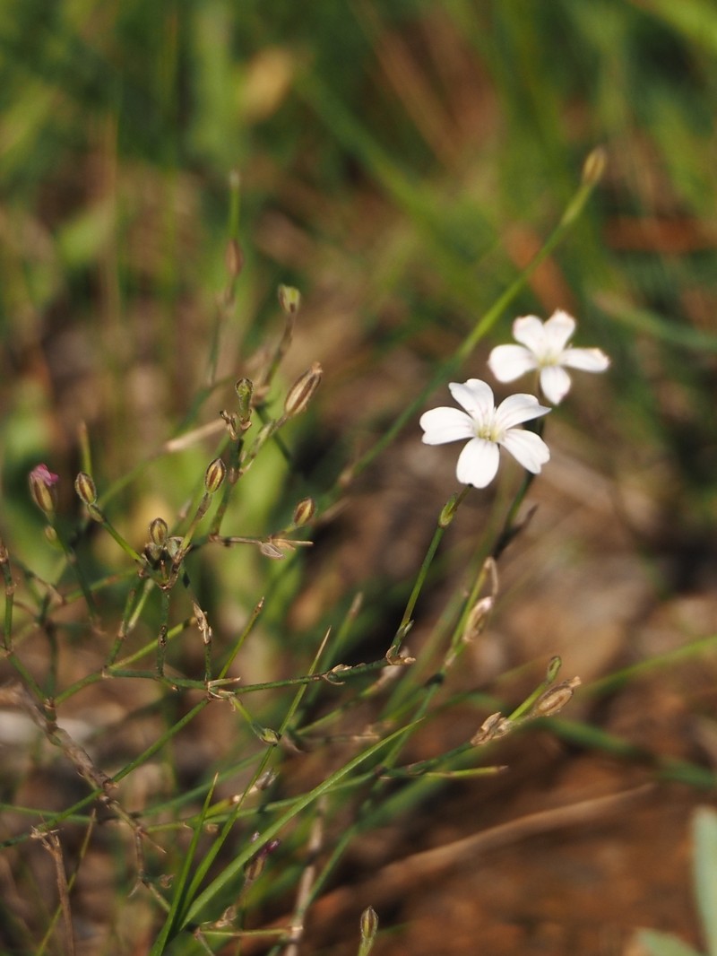 Petrorhagia graminea photo 6