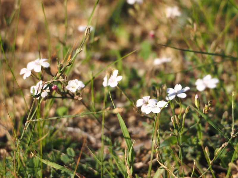 Petrorhagia graminea