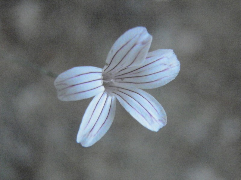 Petrorhagia grandiflora
