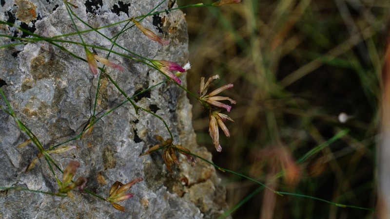 Petrorhagia grandiflora photo 2