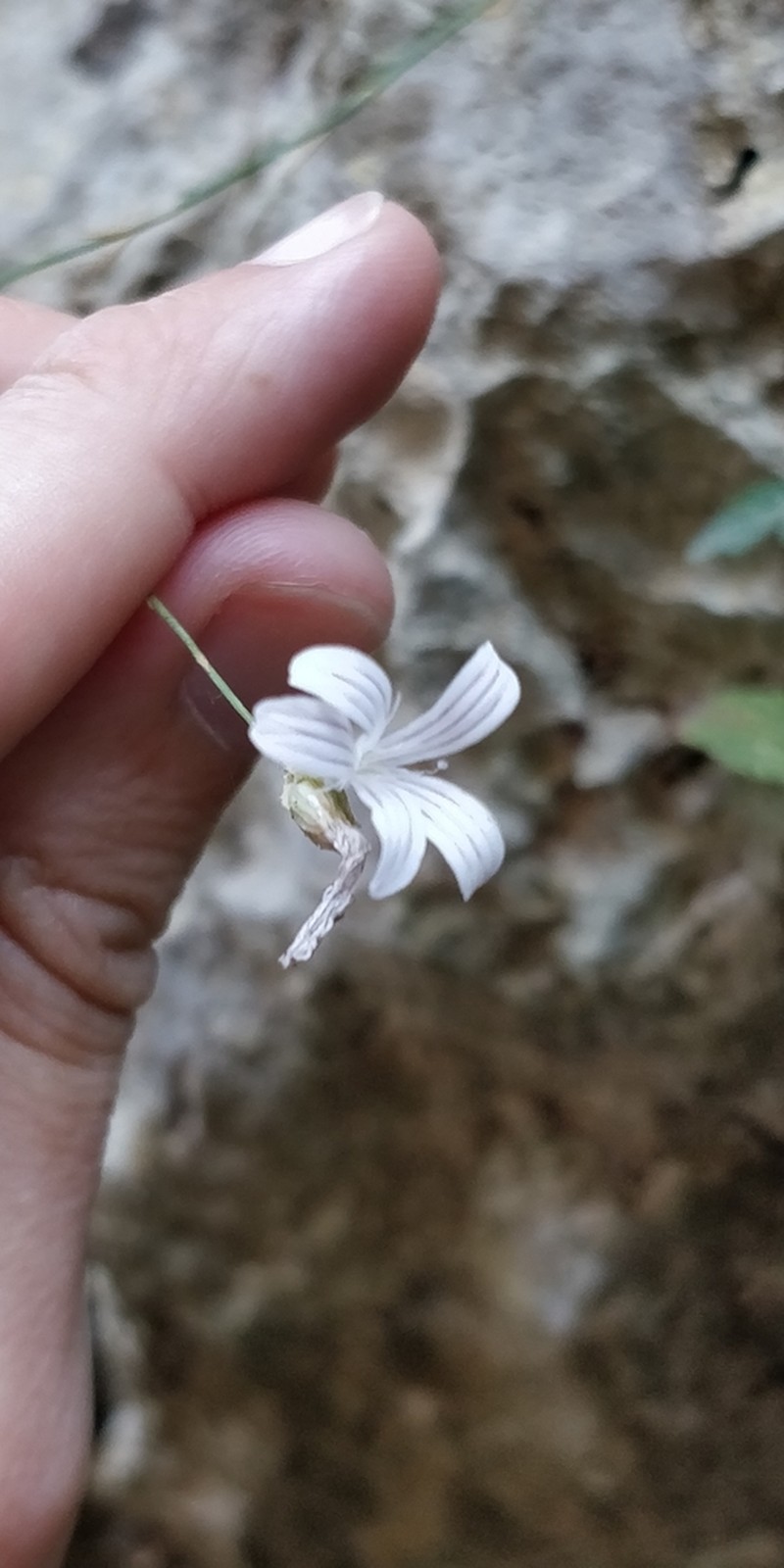 Petrorhagia grandiflora photo 3