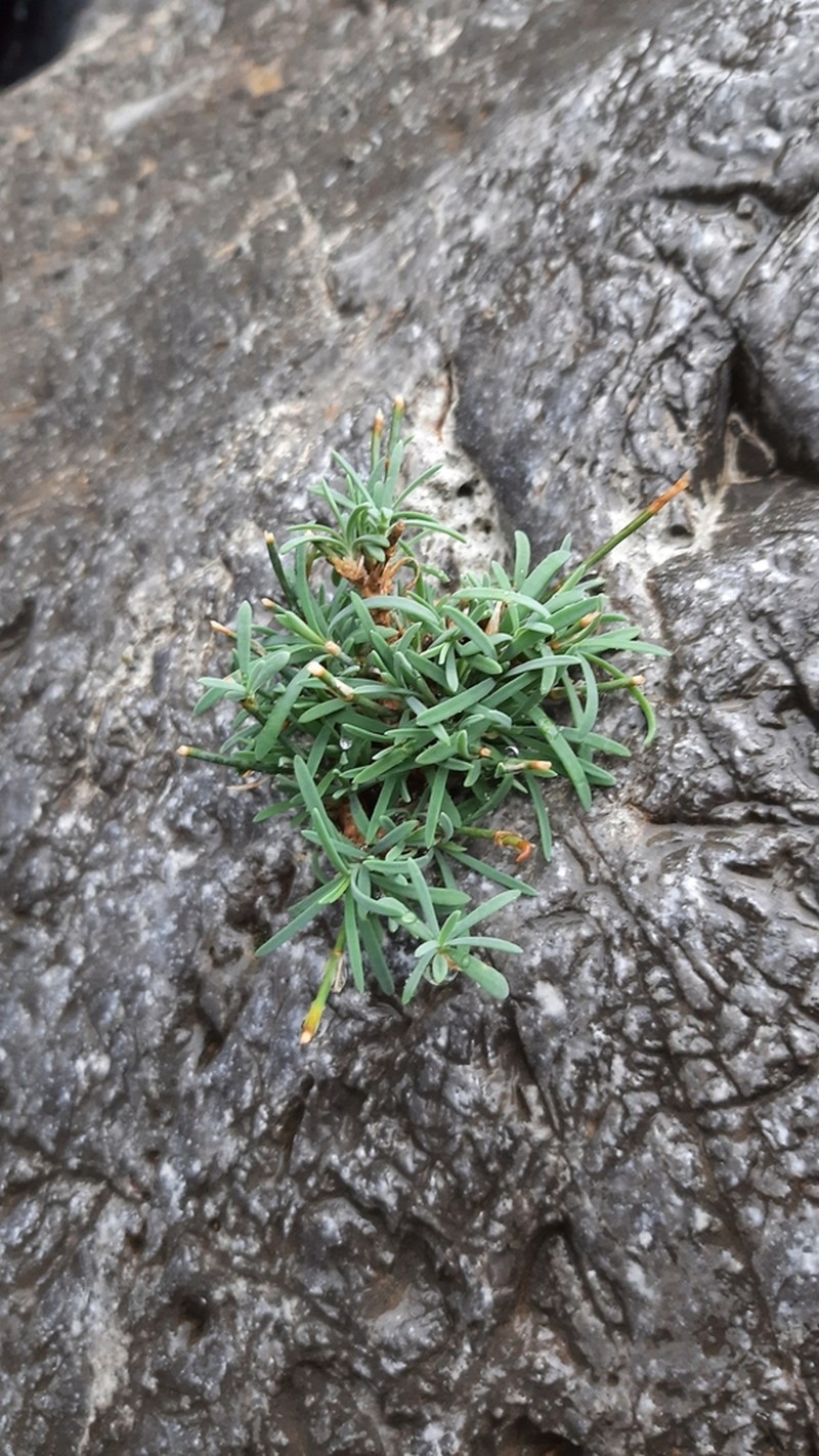 Petrorhagia grandiflora photo 4
