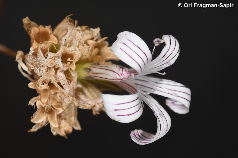 Petrorhagia grandiflora photo 5