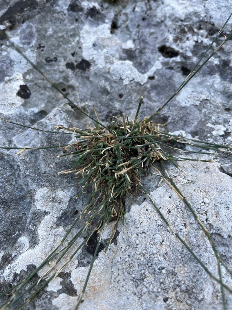 Petrorhagia grandiflora photo 6