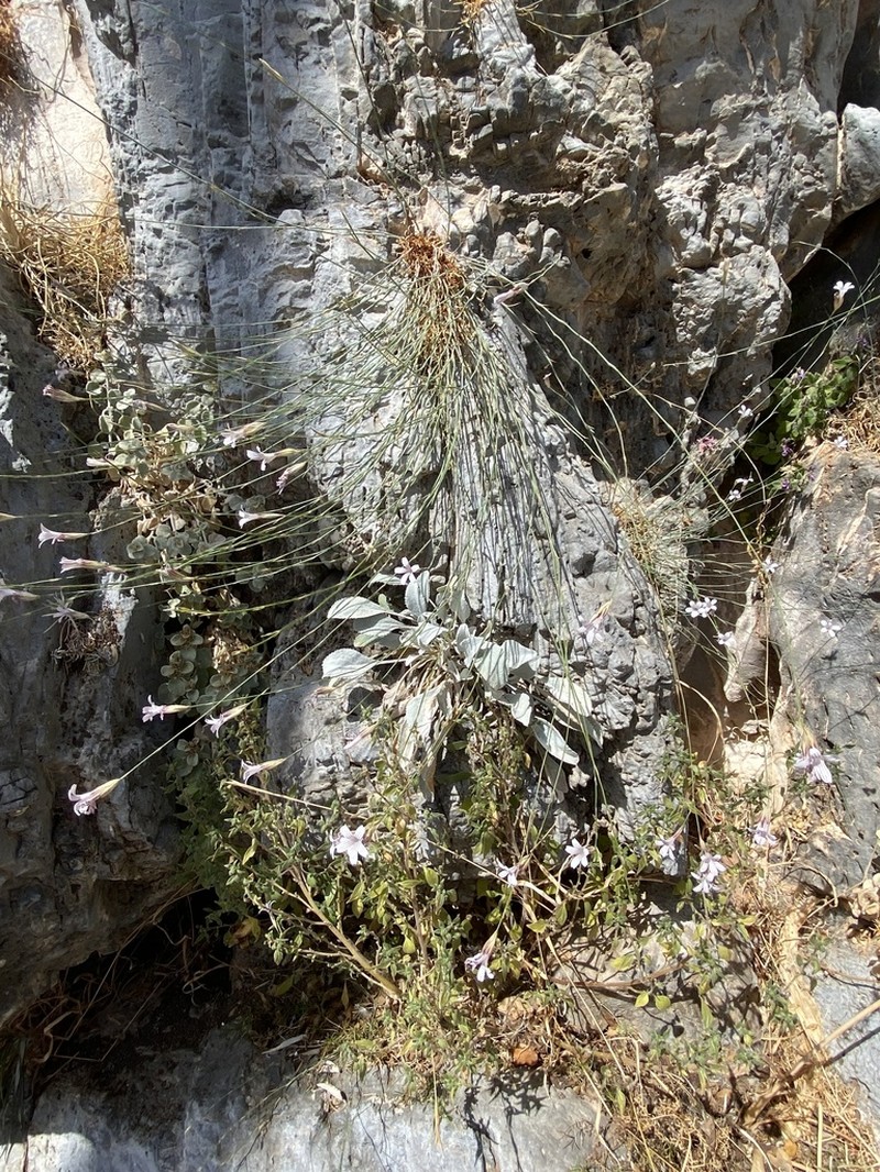 Petrorhagia grandiflora photo 7