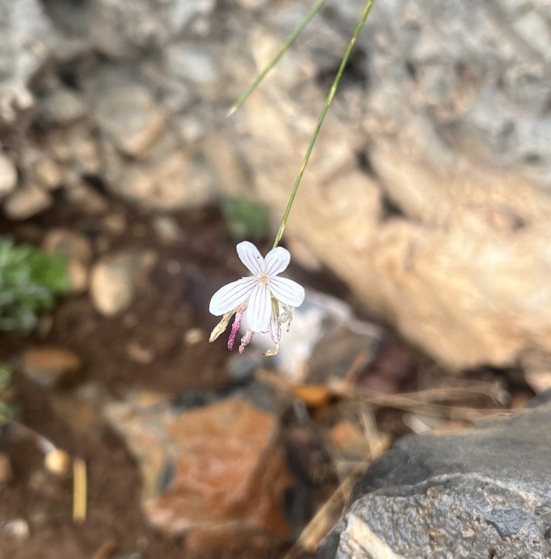 Petrorhagia grandiflora photo 8