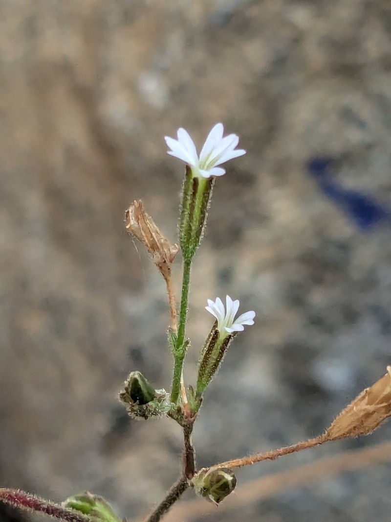 Petrorhagia kennedyae