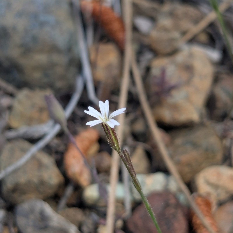 Petrorhagia kennedyae photo 2