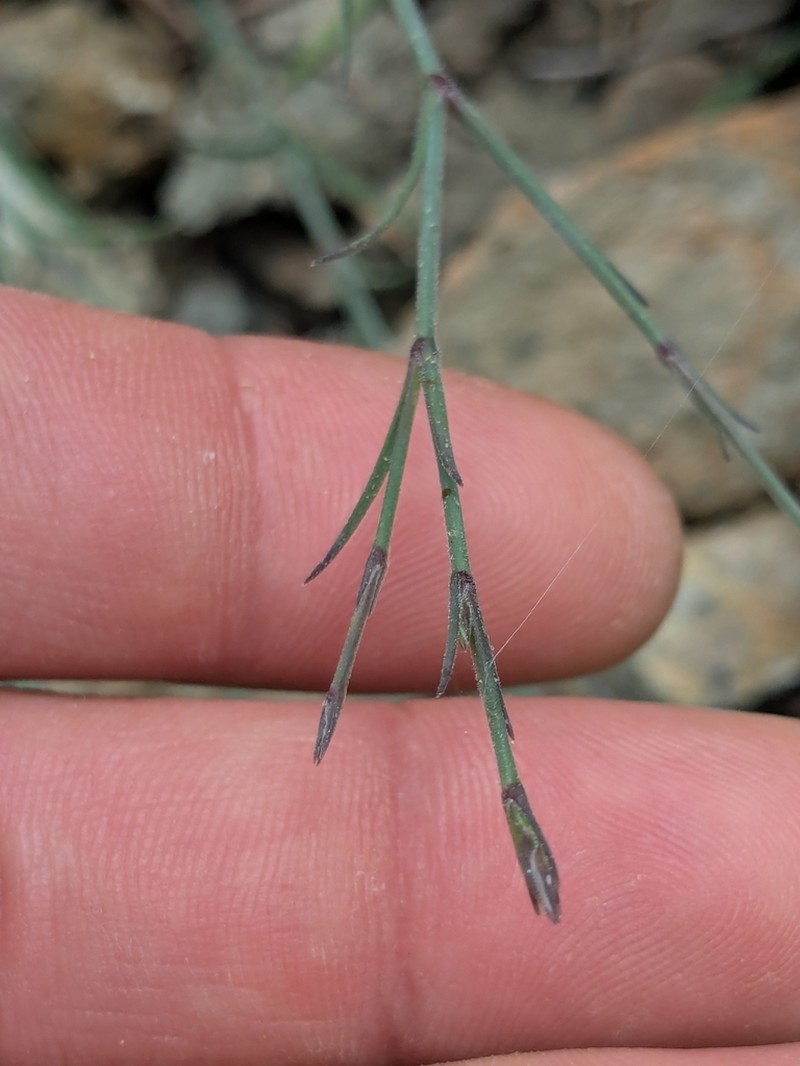 Petrorhagia kennedyae photo 3
