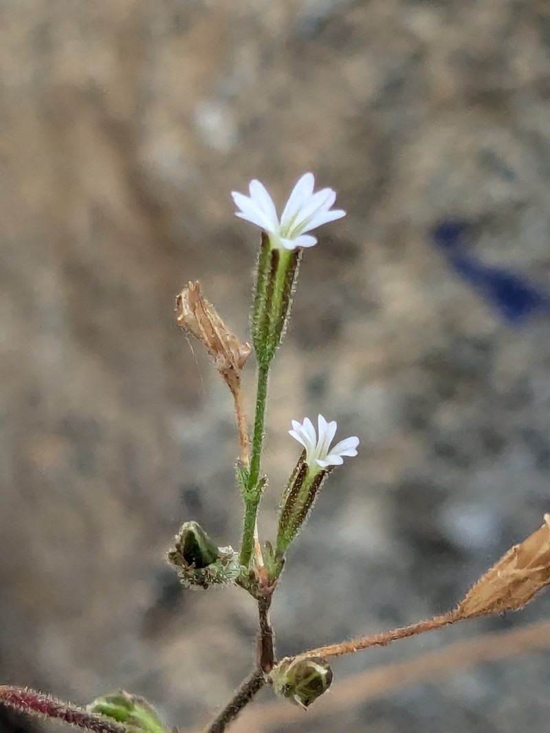 Petrorhagia kennedyae photo 4