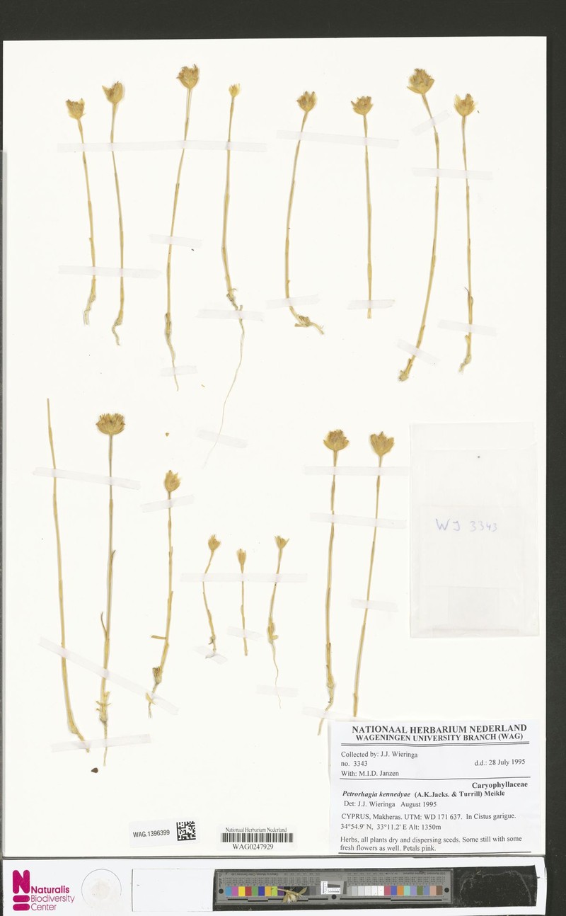 Petrorhagia kennedyae photo 5