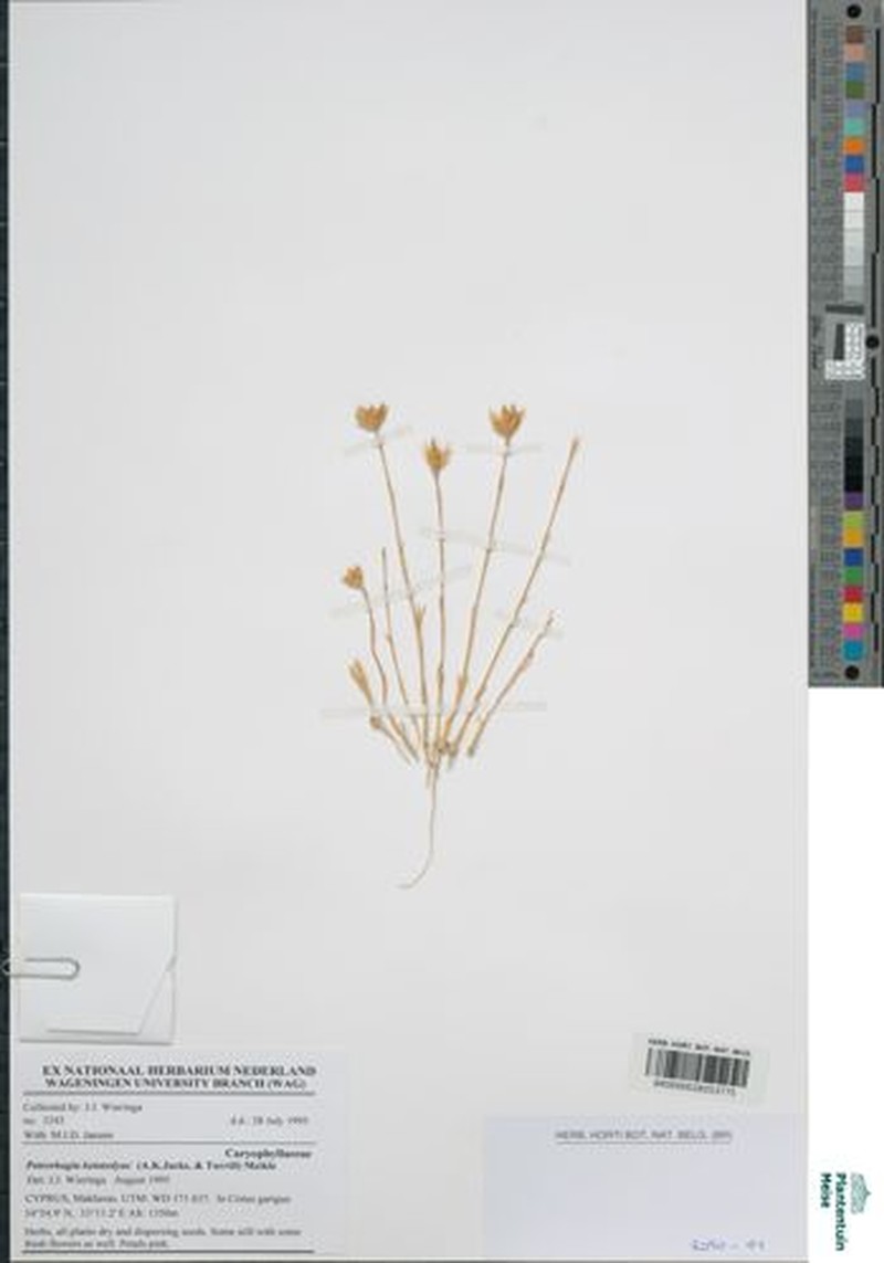 Petrorhagia kennedyae photo 6