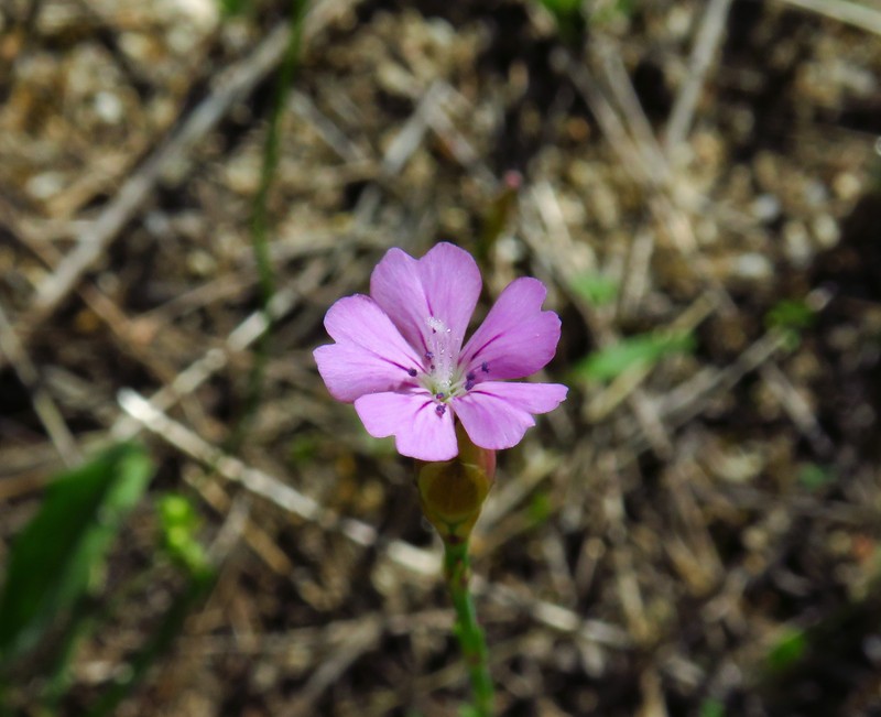 Proliferous Pink photo 2