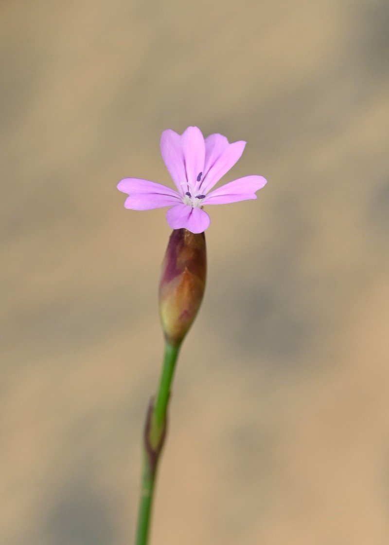 Proliferous Pink photo 4