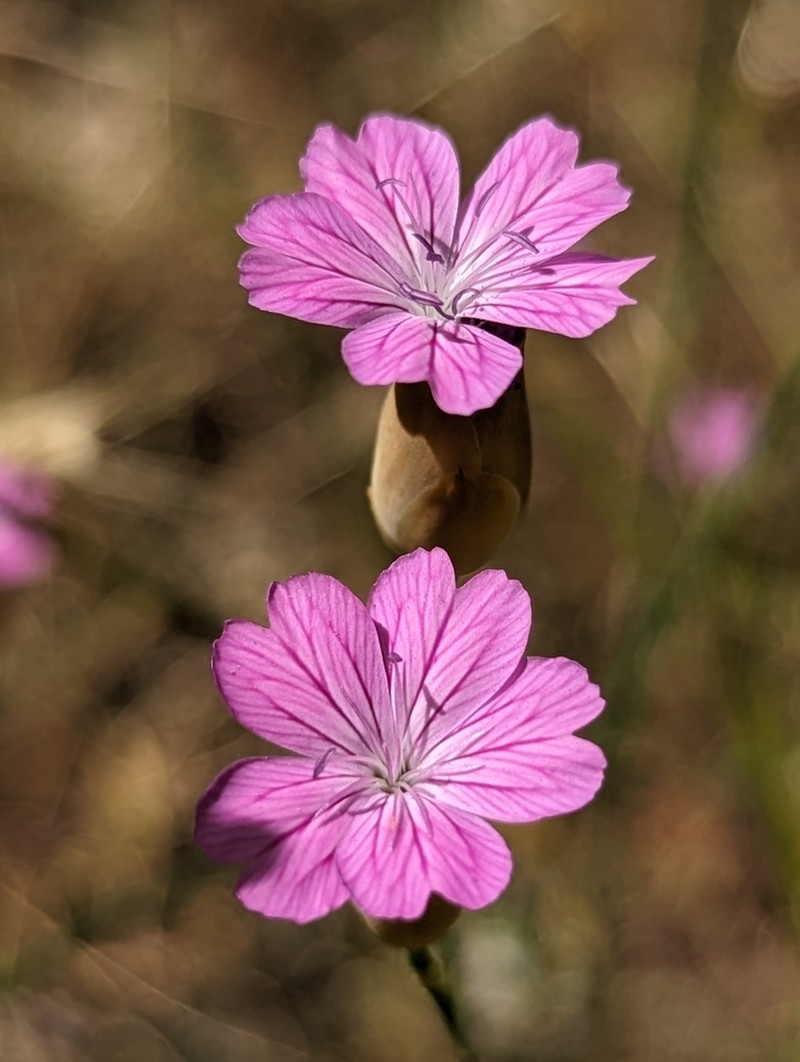 Petrorhagia obcordata