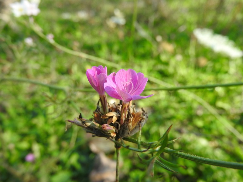 Petrorhagia obcordata photo 3