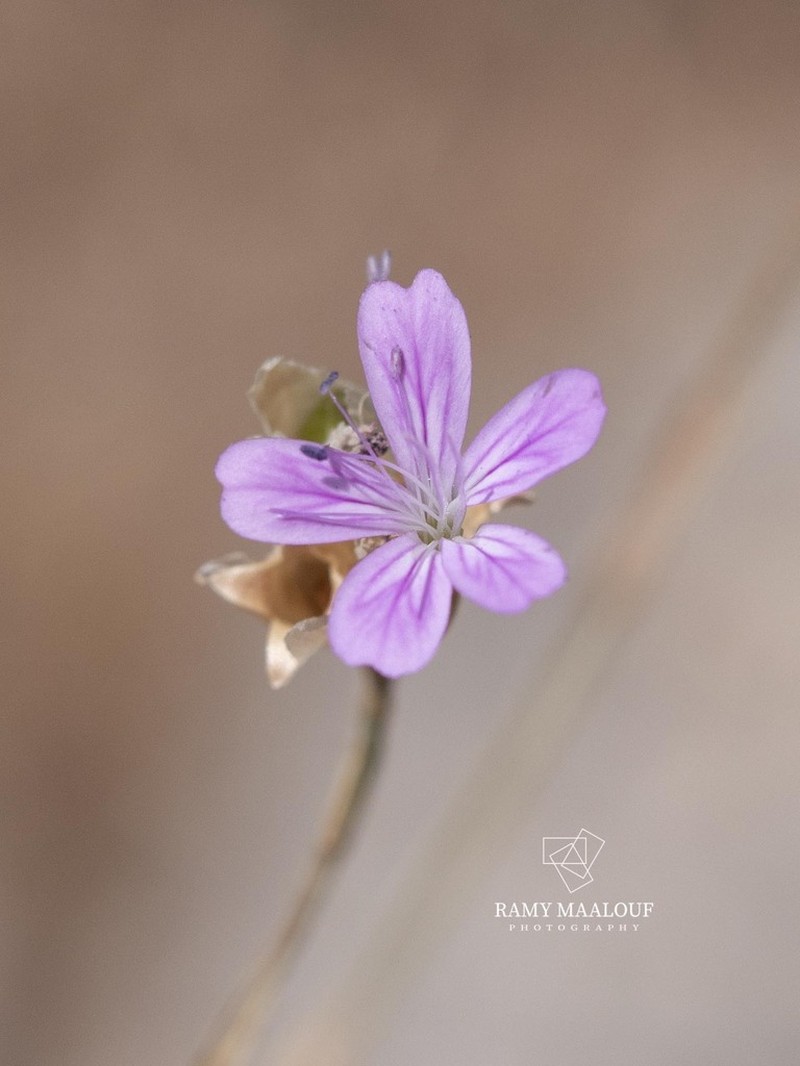 Petrorhagia obcordata photo 4