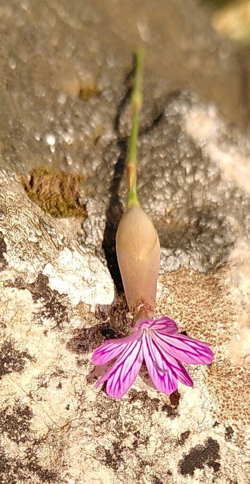 Petrorhagia obcordata photo 5