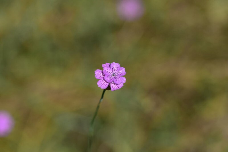 Petrorhagia obcordata photo 7