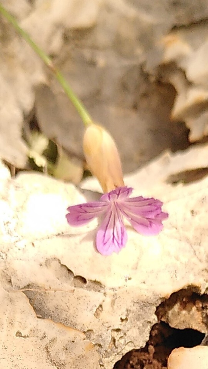 Petrorhagia obcordata photo 8